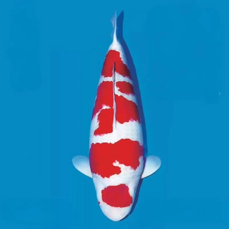 ①日禾锦鲤饲养淡水冷水活鱼观赏鱼养殖直播日本纯种锦鲤