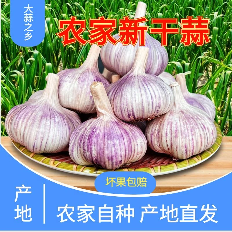 【2024年新干蒜】山东金乡紫皮大蒜大蒜头批发干蒜大蒜颗粒饱满