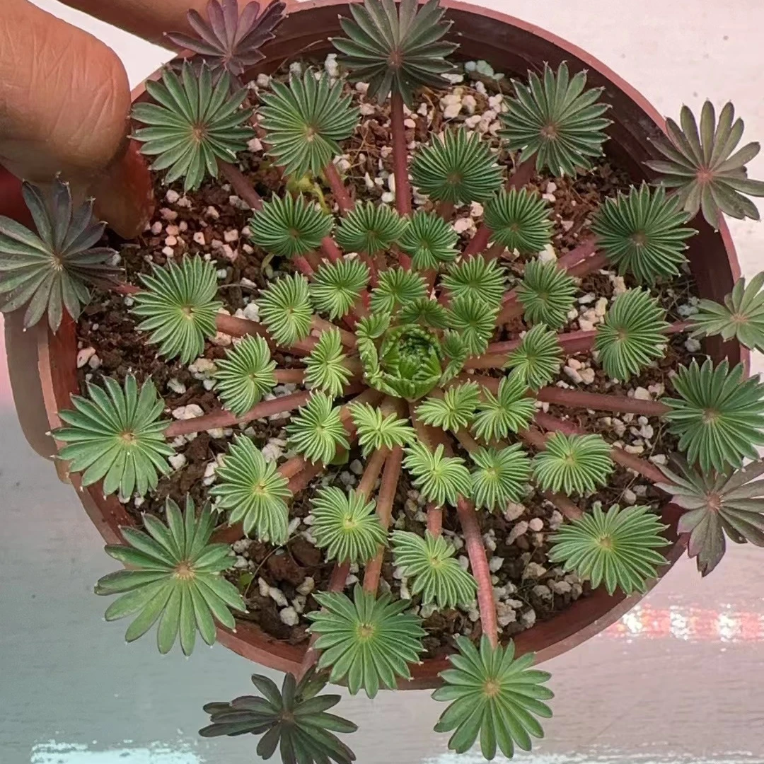 棕榈酢浆草多肉植物