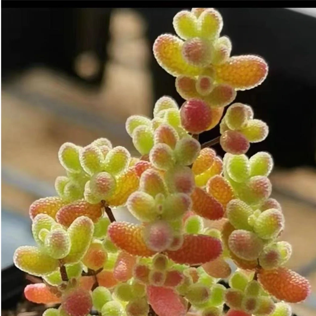 圆盆糖球枝干多肉植物