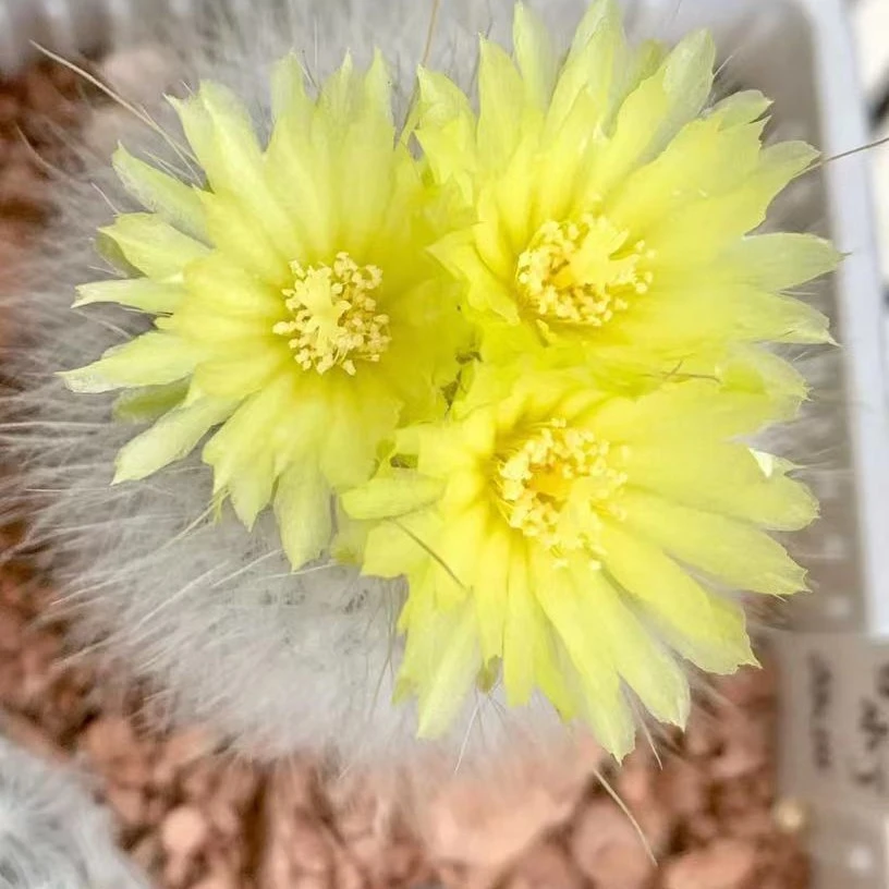大号白小丁仙人球多肉植物