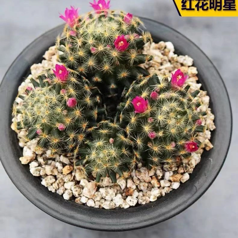 多头明星仙人球多肉植物