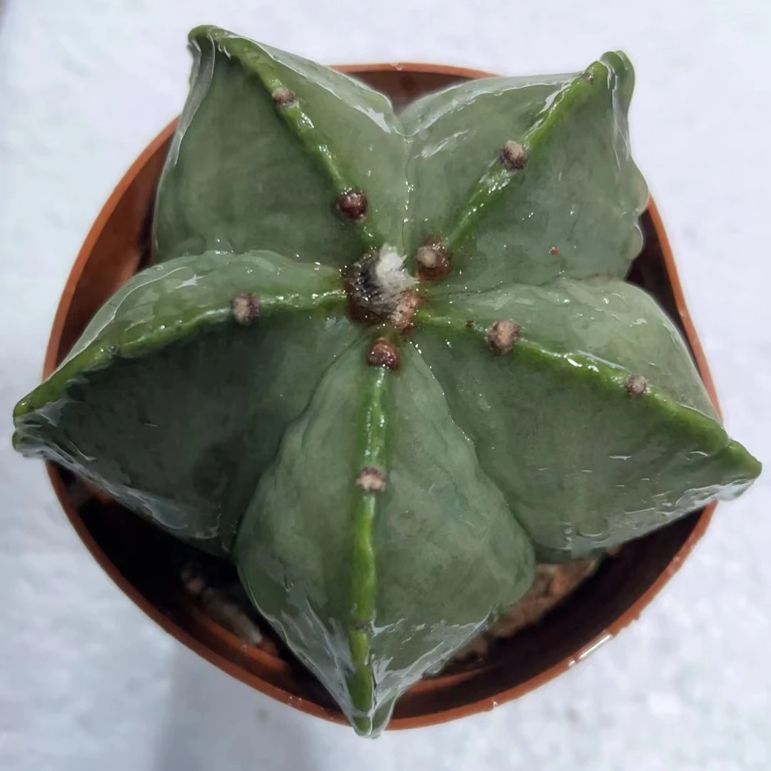 新版五角鸾凤玉球球多肉