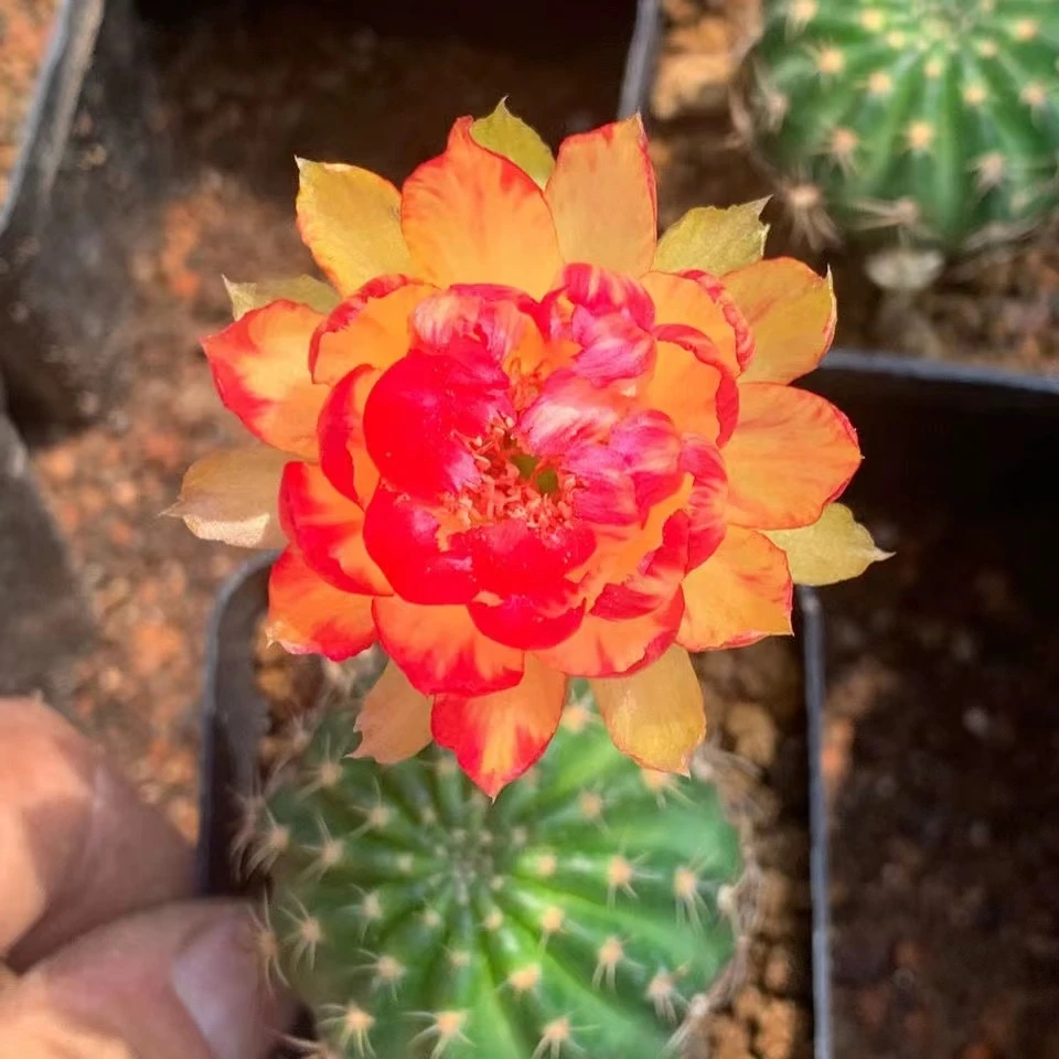 黄金荷花仙人球多肉植物