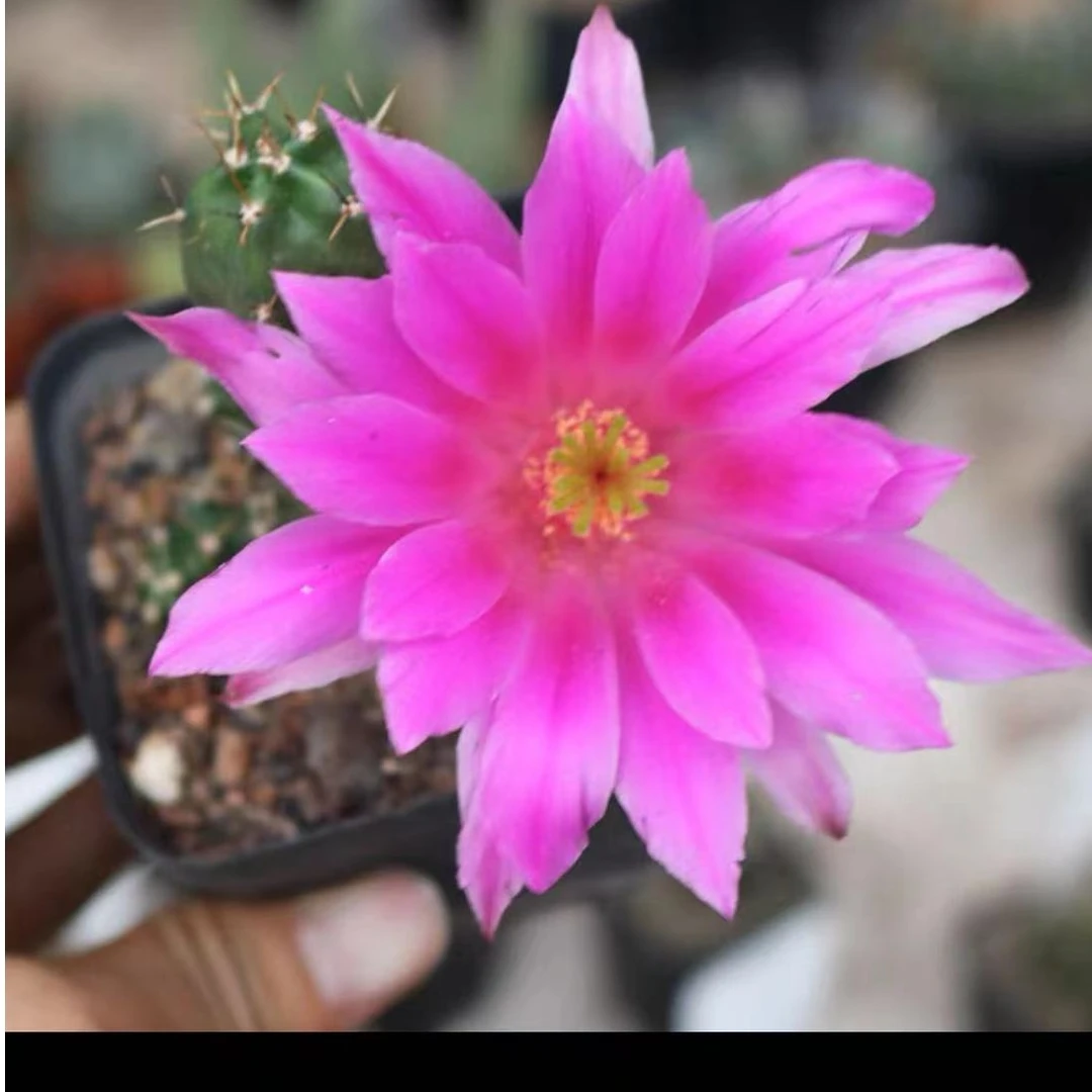 美花角仙人球多肉植物