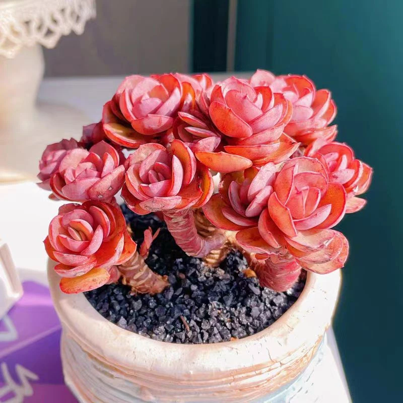 大盆秀妍群多肉植物【满18包邮】