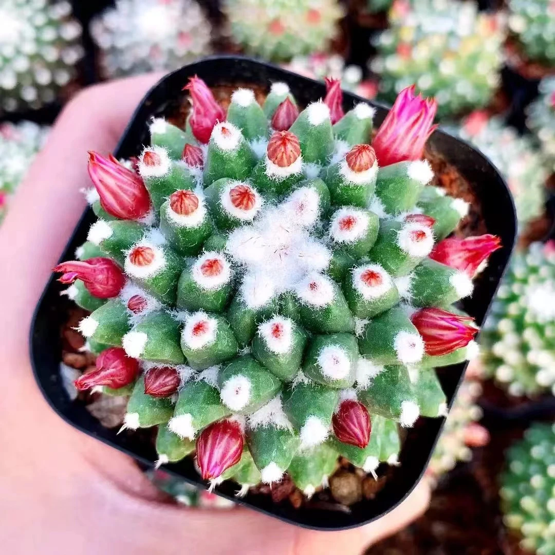 小号雪糕仙人球多肉植物