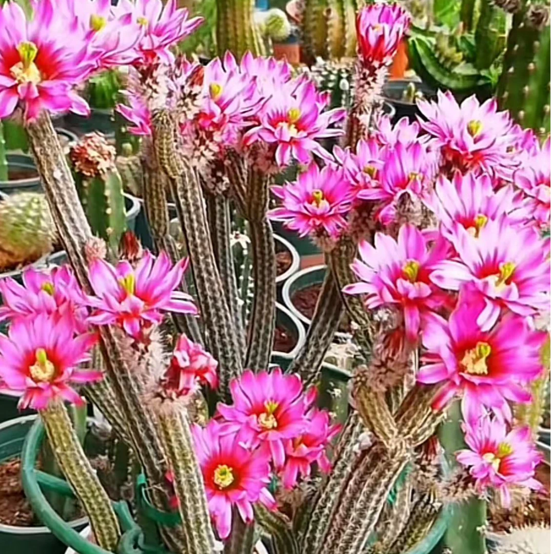大号银柳仙人球多肉植物