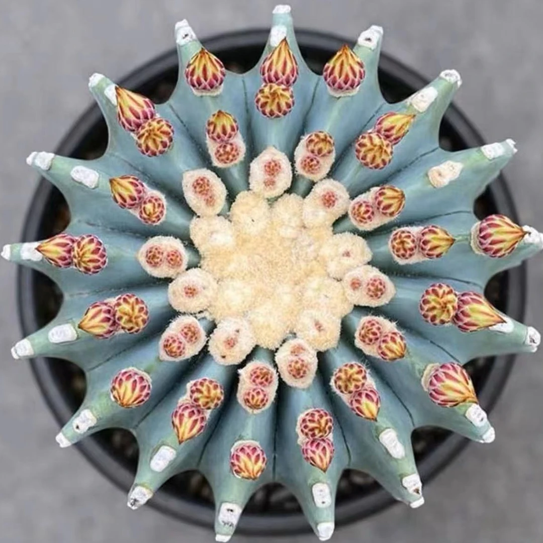 方盆王冠龙仙人球多肉植物