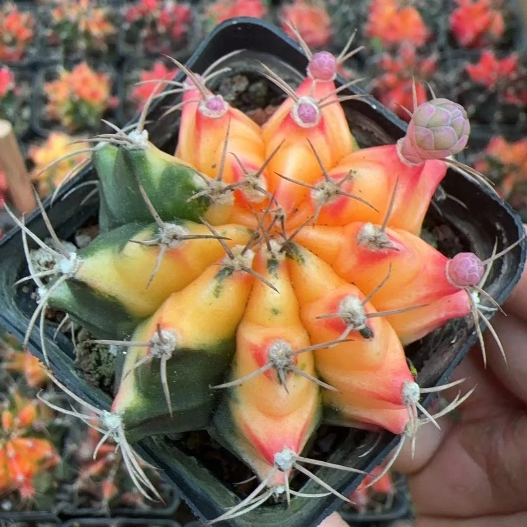 牡丹自然锦多肉植物