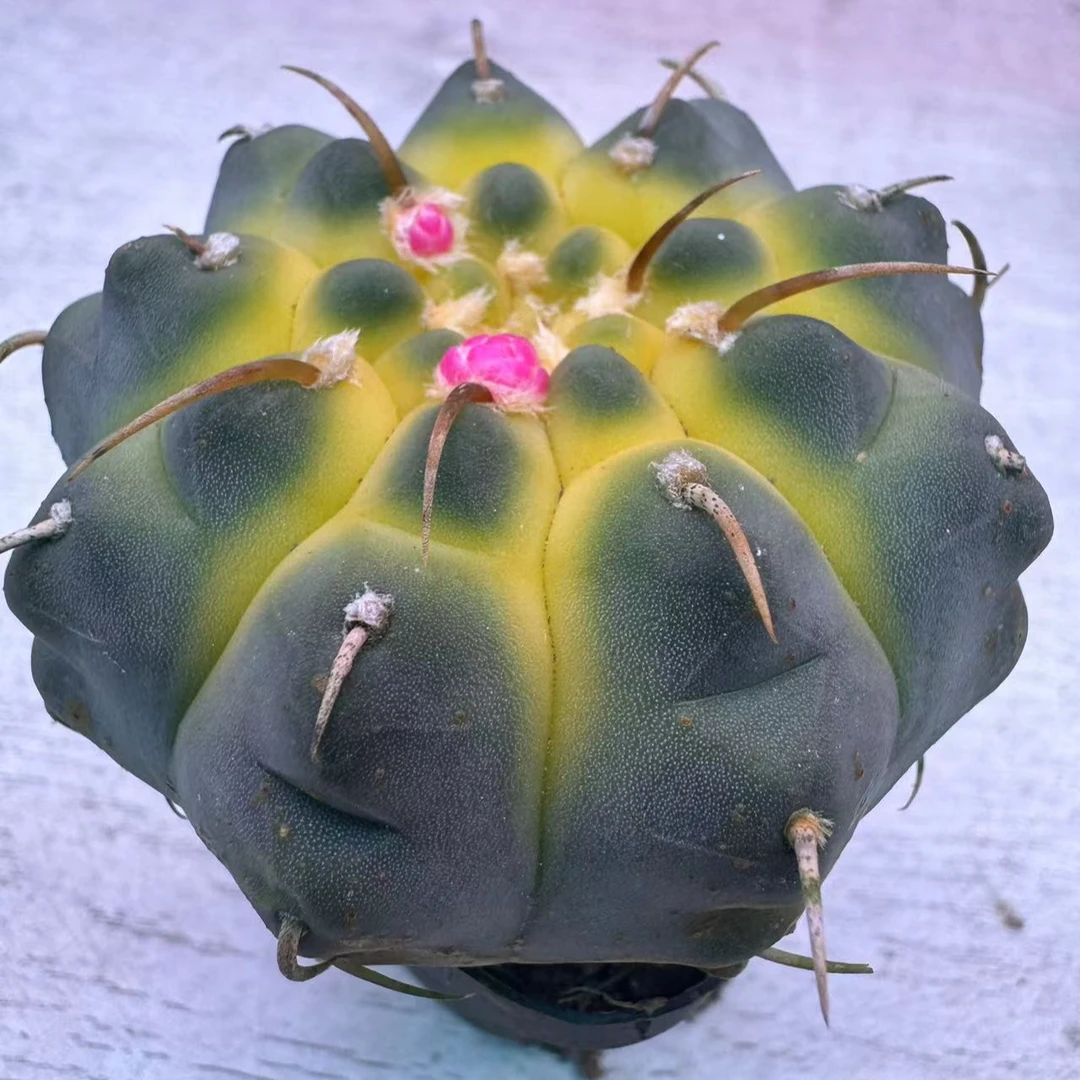 一本刺锦仙人球多肉植物
