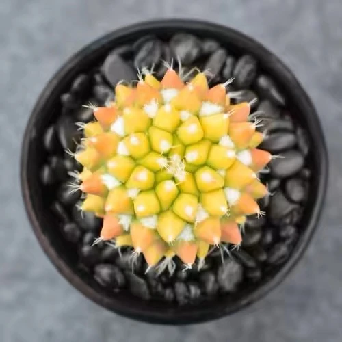 银春锦仙人球多肉植物