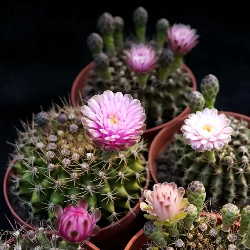 圆盆满天星牡丹仙人球植物