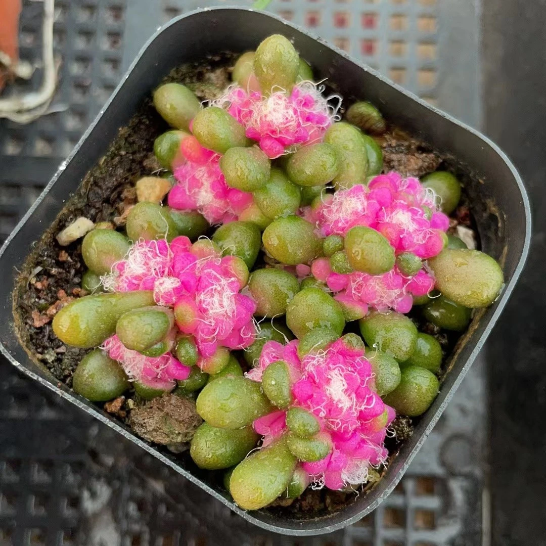 茶笠锦精品多肉植物