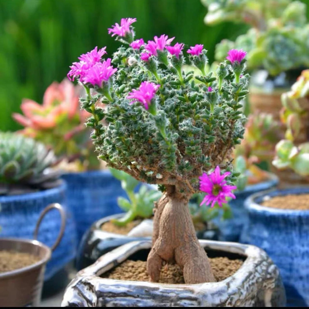 姬红小松多肉植物（株型不大，介意勿拍）