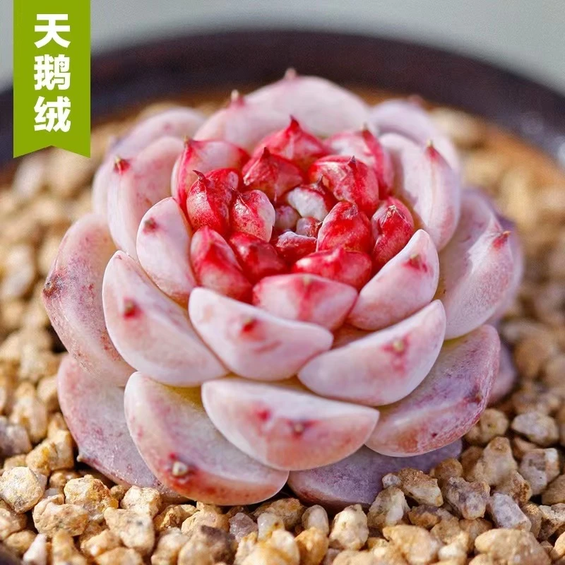 大号天鹅绒多肉植物【满18包邮】
