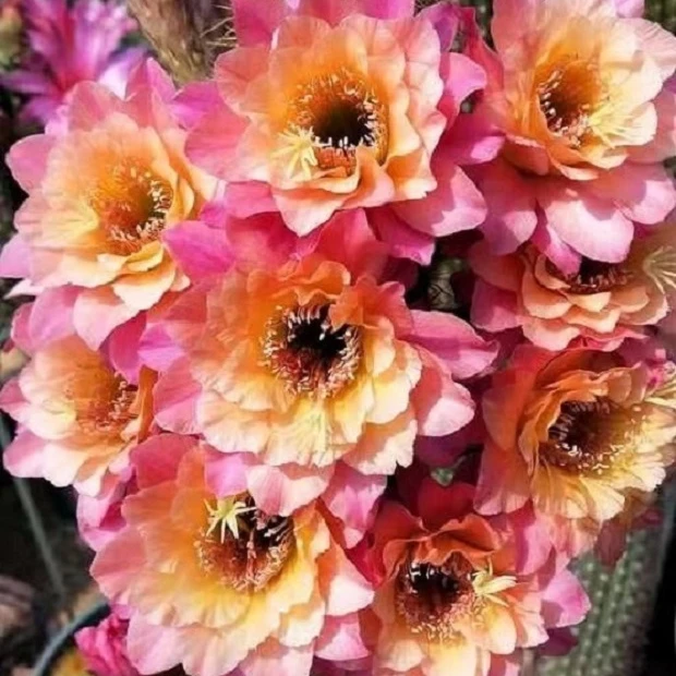 时光金妞毛花柱多肉植物