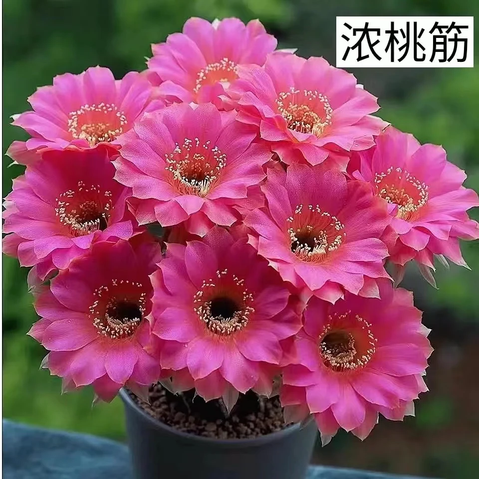 带花苞浓桃筋仙人球(满18包邮）