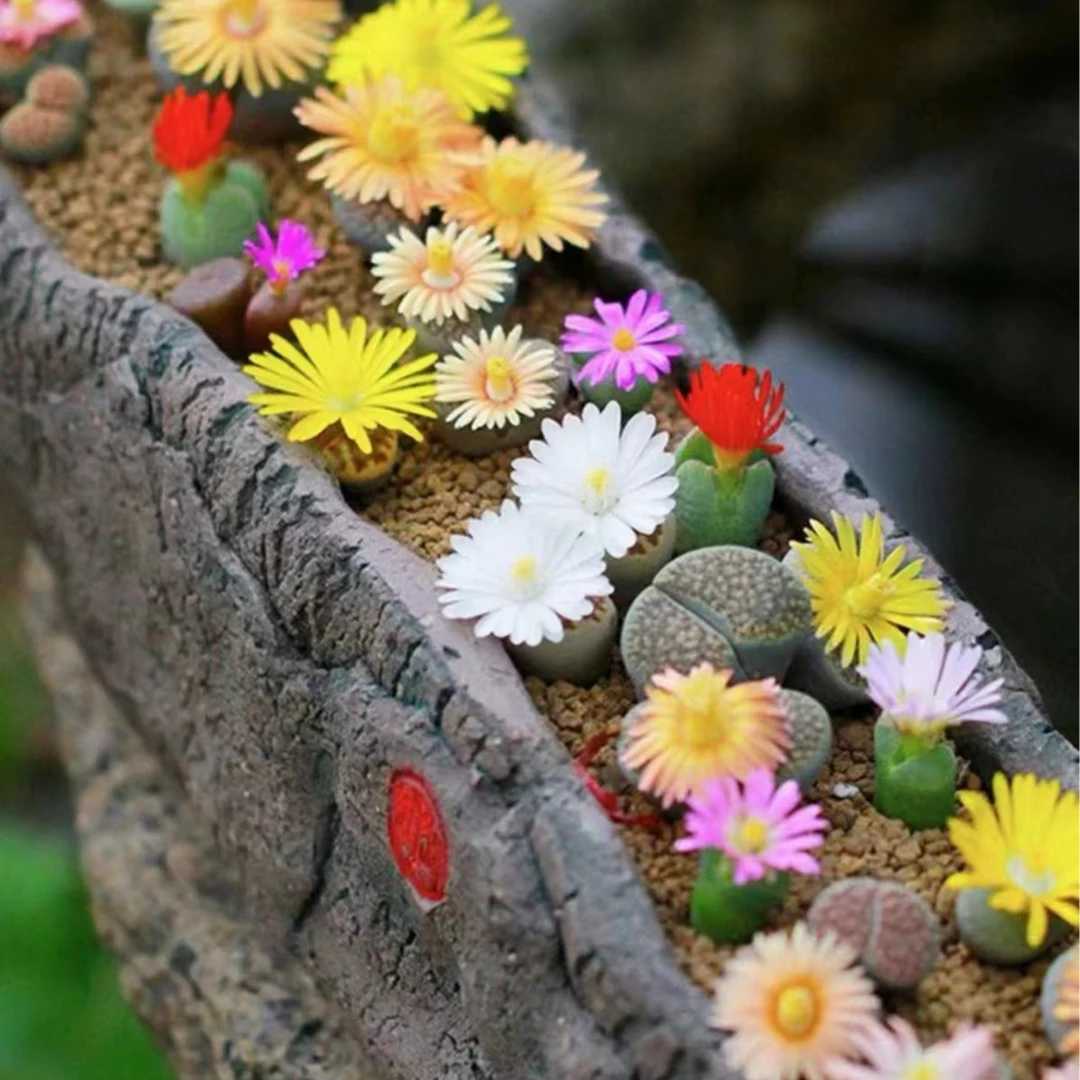 7cm方盆彩拼生石花多肉植物盆