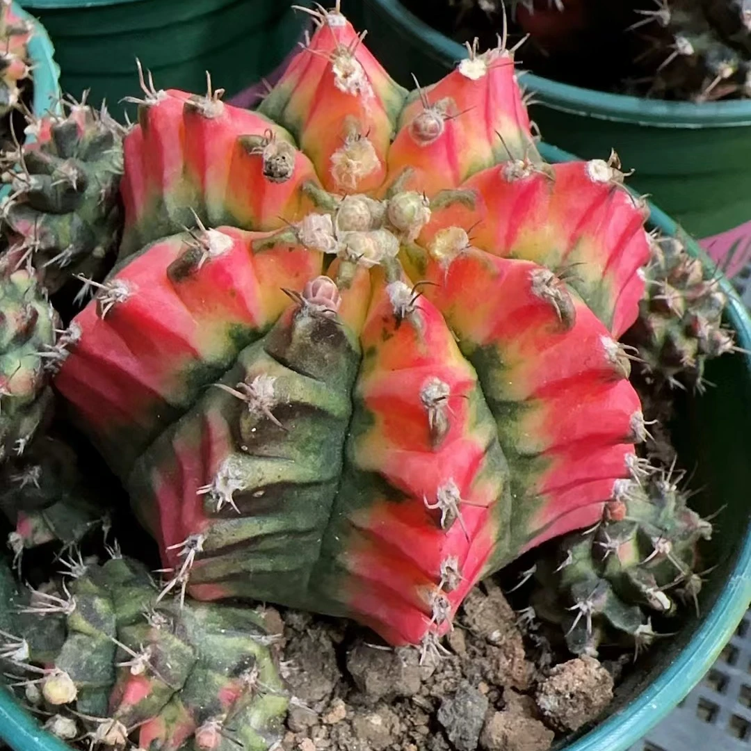 花蝴蝶牡丹仙人球