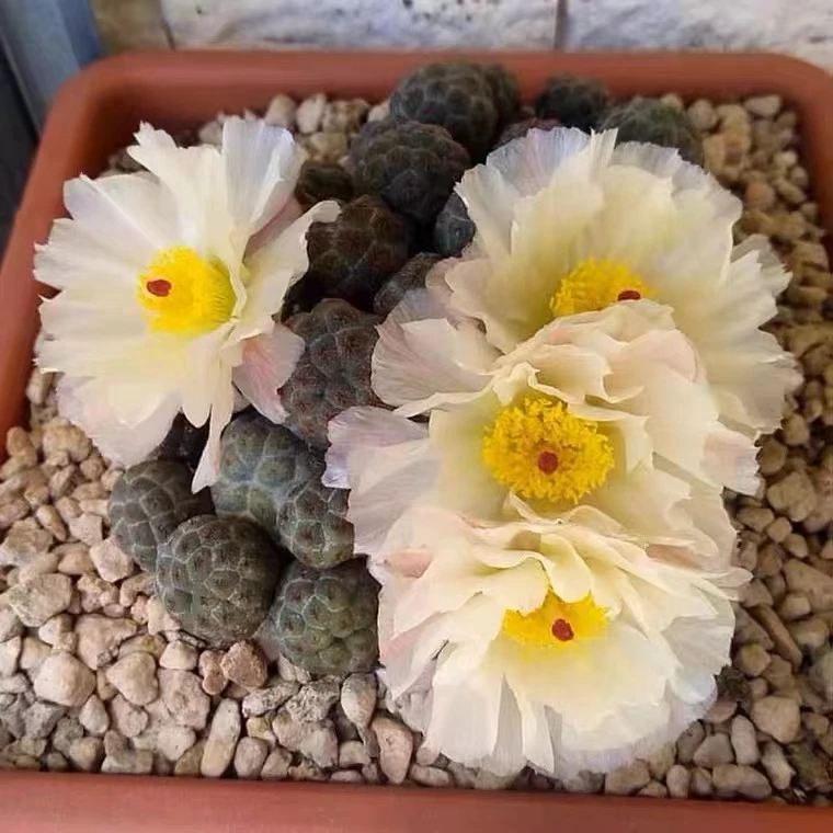 足球团扇仙人球多肉植物