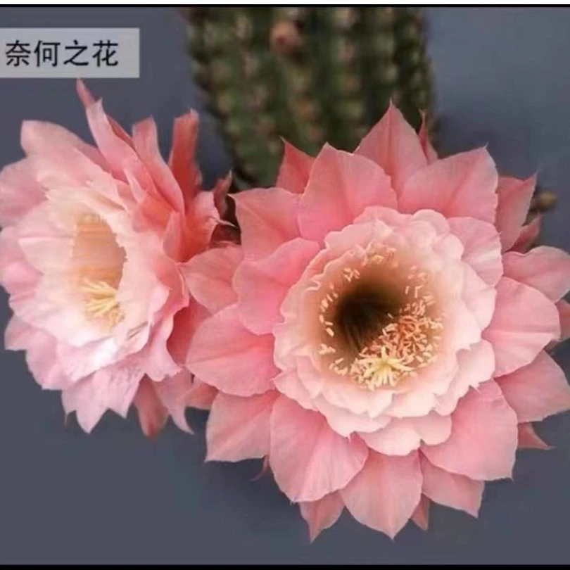 奈何之花毛花柱仙人球多肉植物