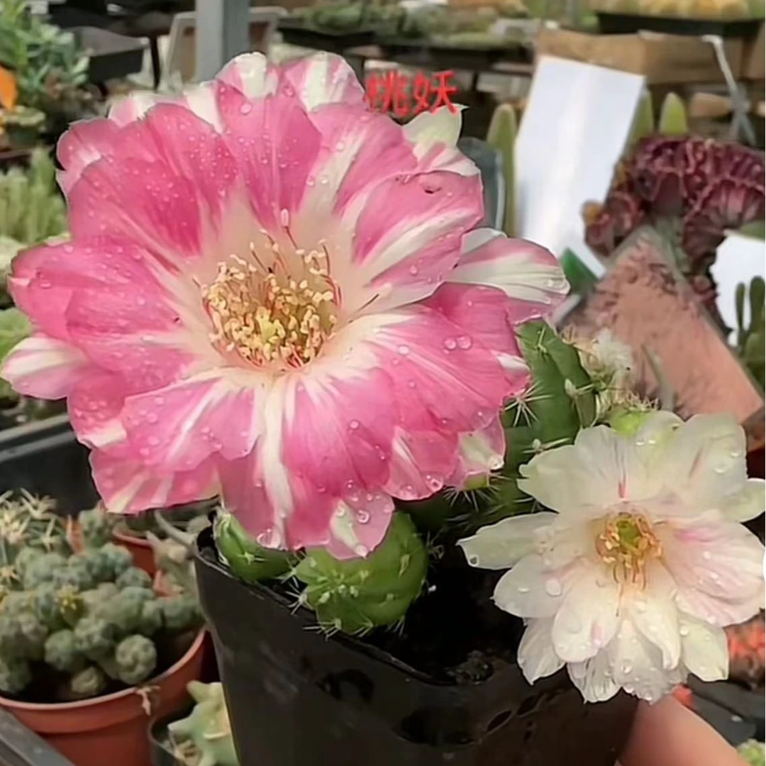 带花苞桃妖复色丽花仙人球