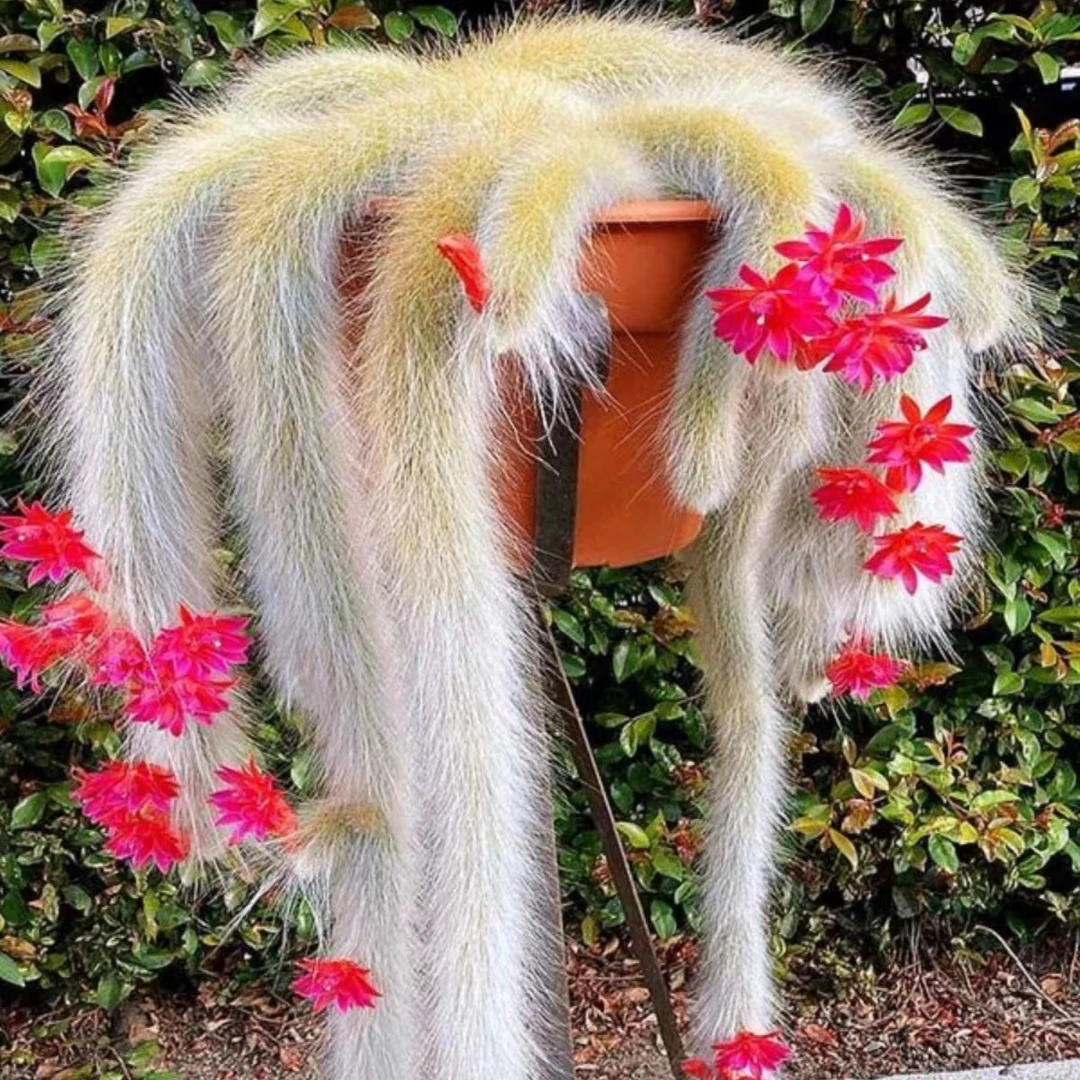 一颗带花苞九尾狐仙人球多肉植物