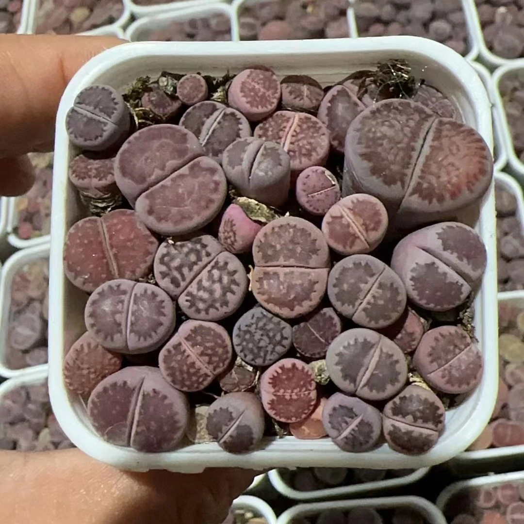 紫李生石花多肉植物