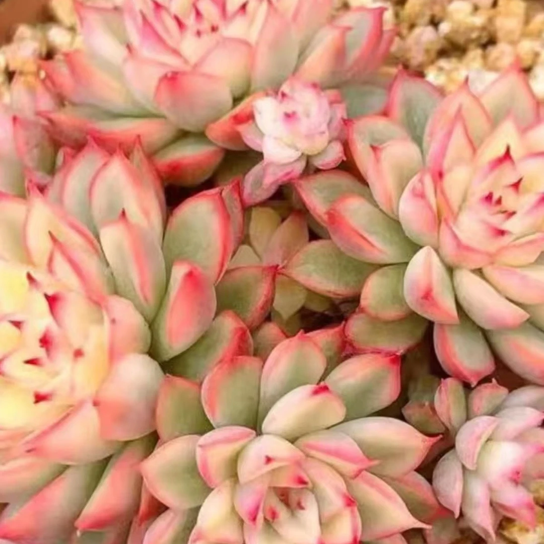 女雏锦多肉美观植物