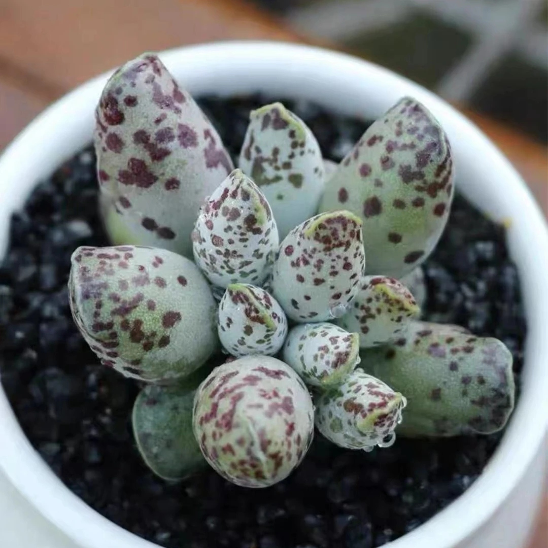 小海豹水泡多肉植物