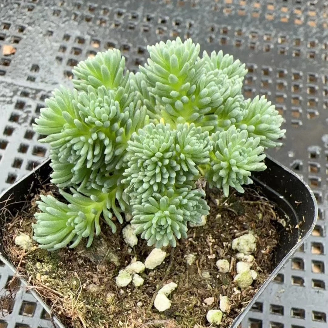 球松精品多肉植物