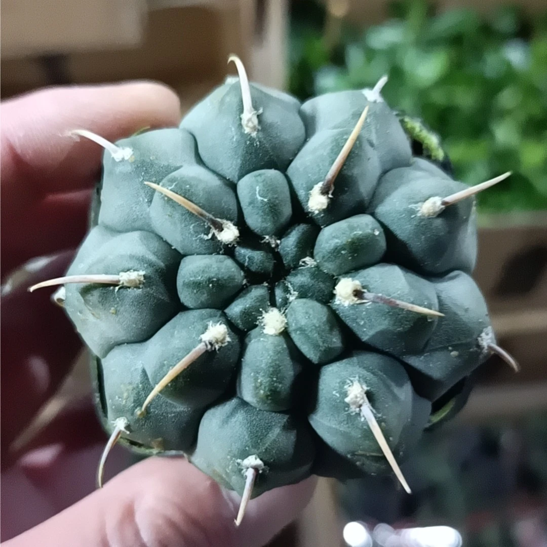 一本刺仙人球多肉植物