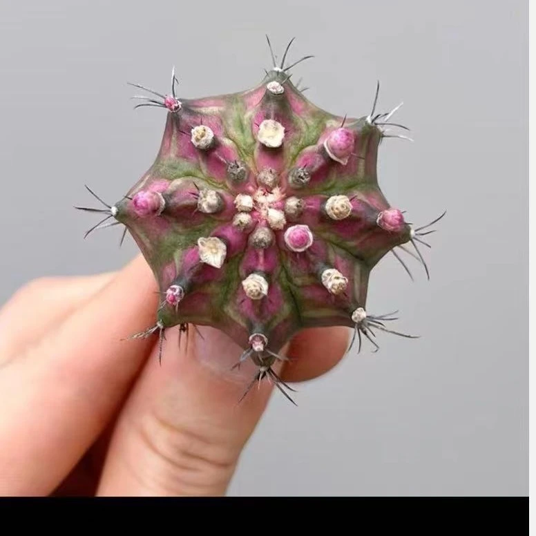 海神粉钻球球多肉植物