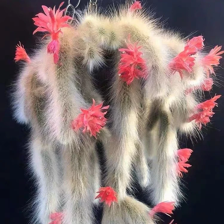 长毛九尾狐仙人球