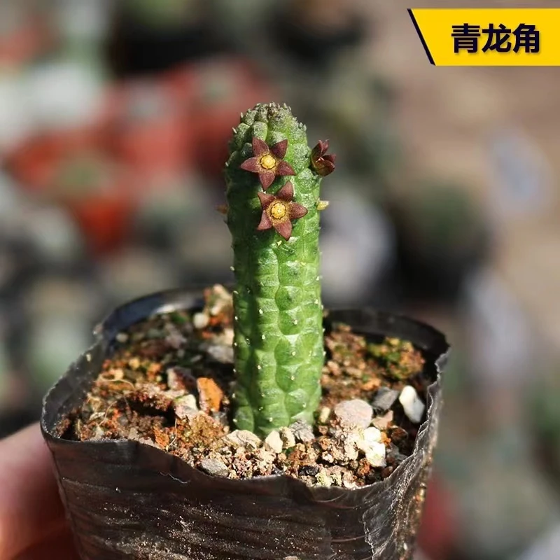 枣花青龙角多肉植物（满18包邮）