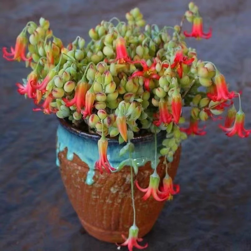 方盆达摩佛娘多肉植物