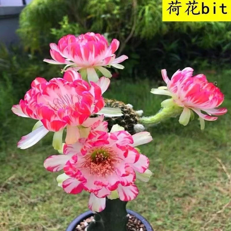 粉荷花仙人球多肉植物