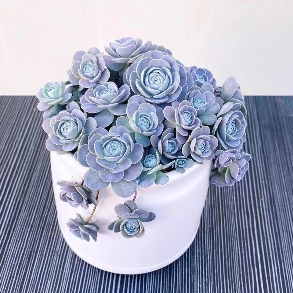 大盆子持莲花多肉植物