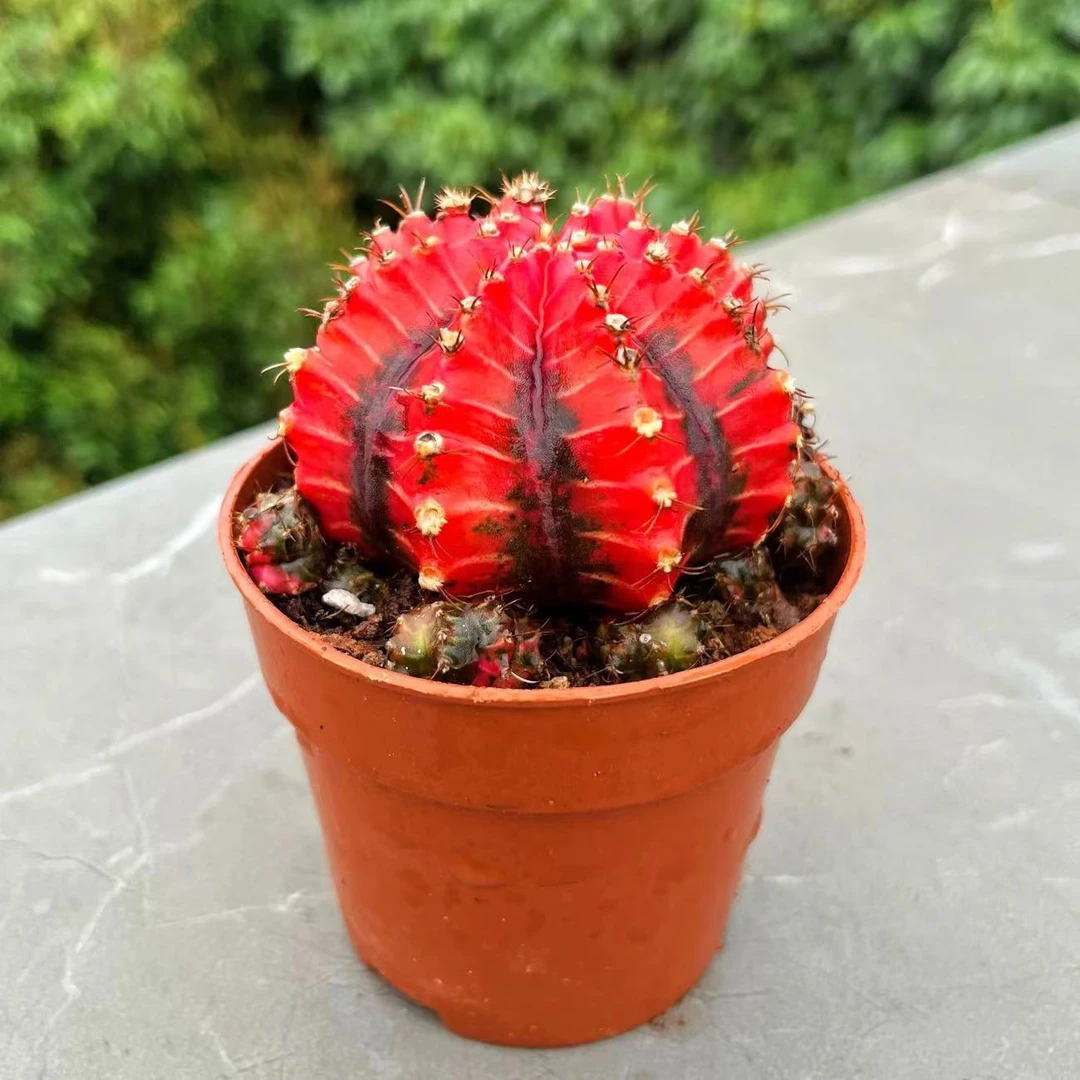[满18包邮]油画牡丹自然锦仙人球多肉植物