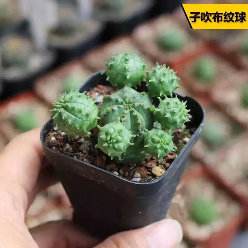 子吹布纹球仙人球多肉植物