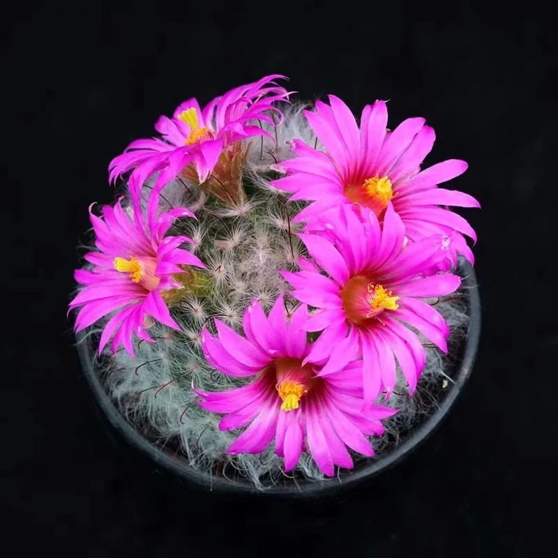 丽光殿仙人球多肉植物