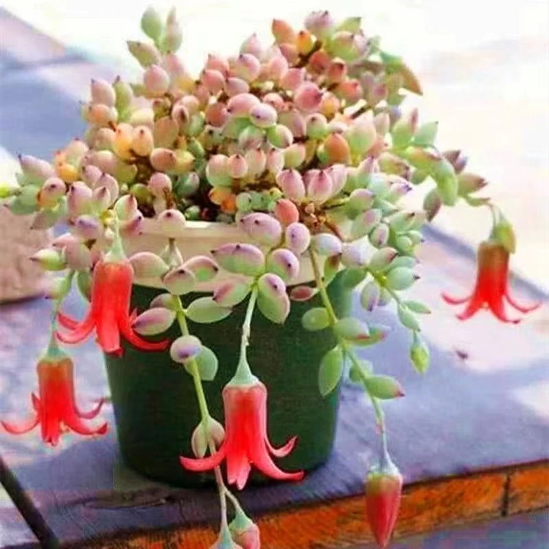 大盆圆盆达摩佛娘多肉植物