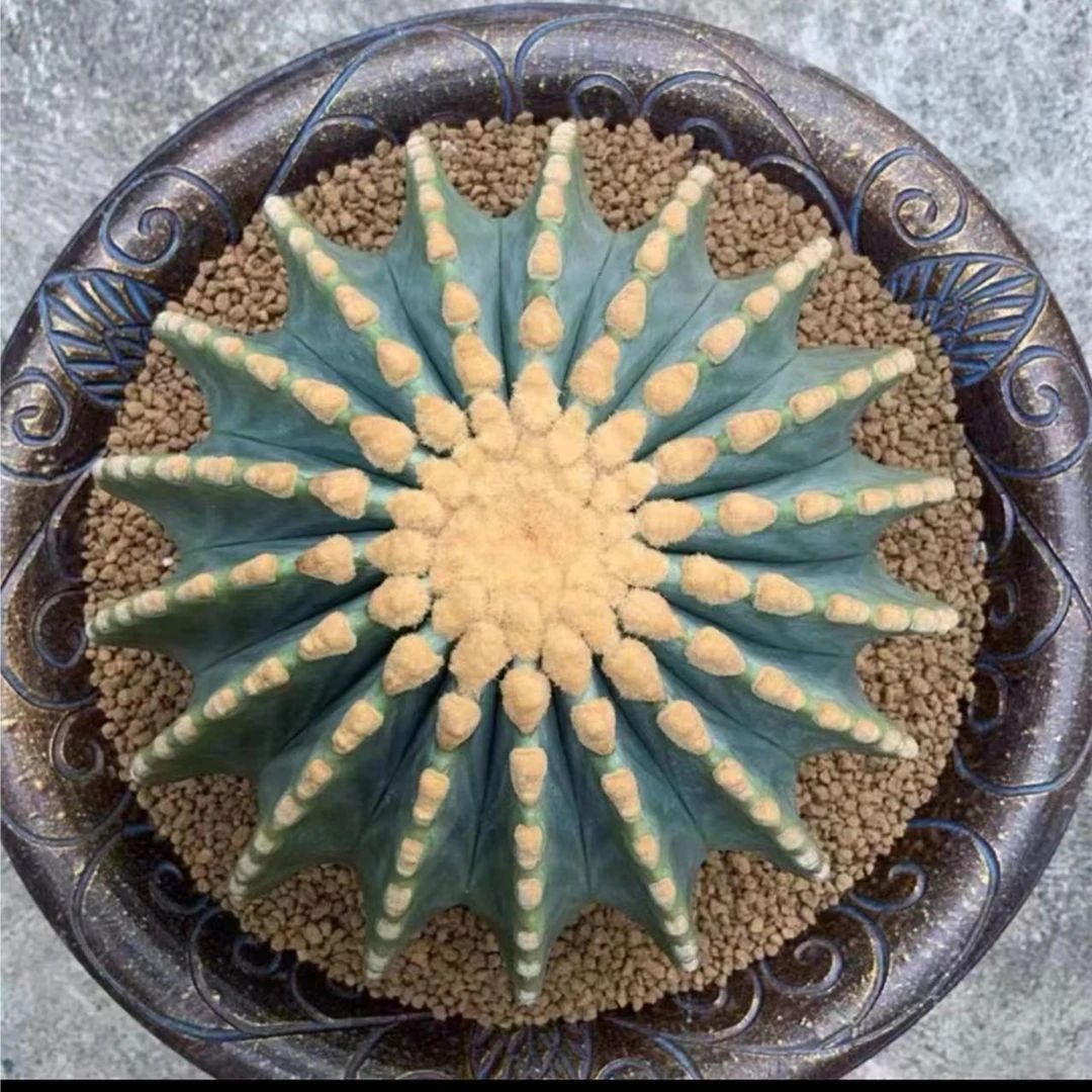 大号无刺王冠龙仙人球多肉植物