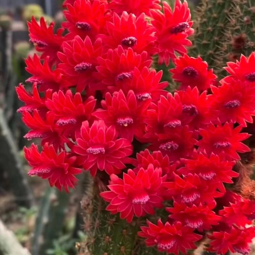 彩舞柱子仙人球植物