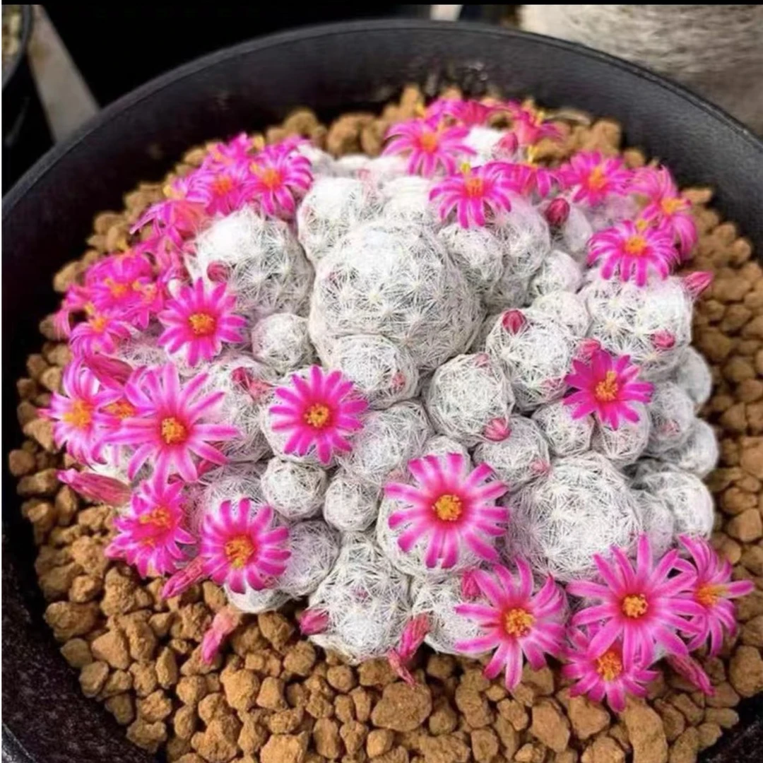 姬春星仙人球多肉植物