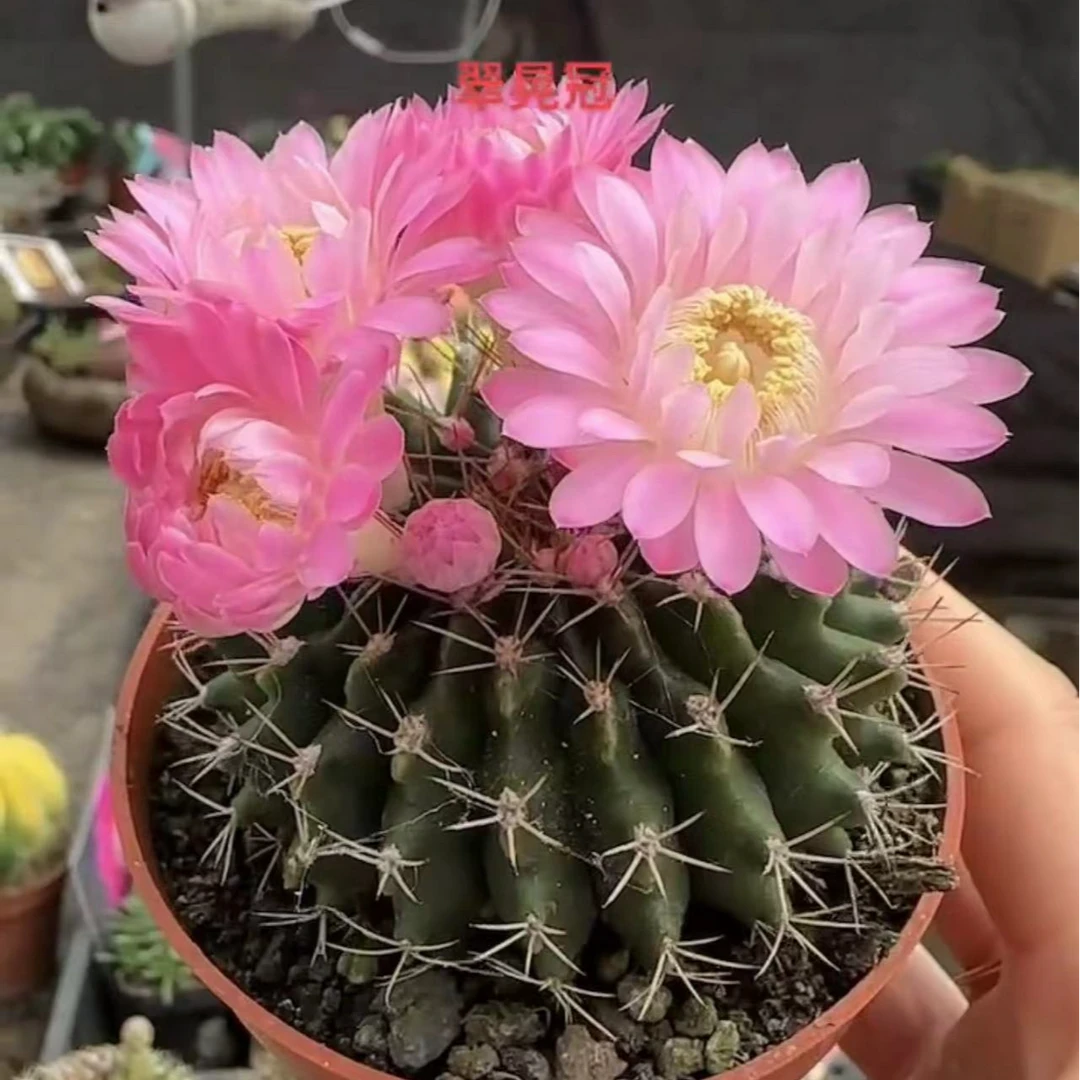 方盆翠皇冠缀化仙人球多肉植物