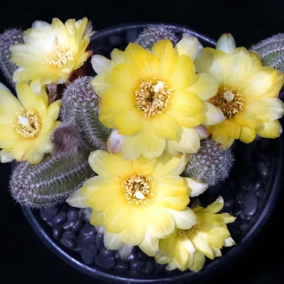 黄花白檀仙人球（18包邮）