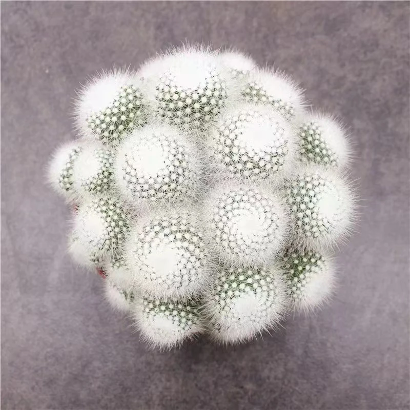 多头白雪公主仙人球多肉植物