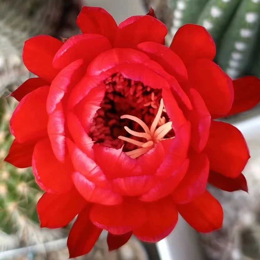 红星毛花柱仙人球(满18包邮）